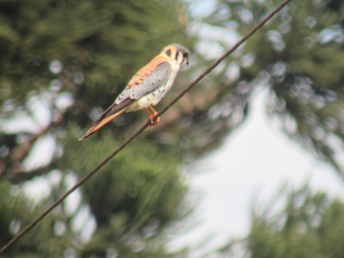 American Kestrel - ML642258106
