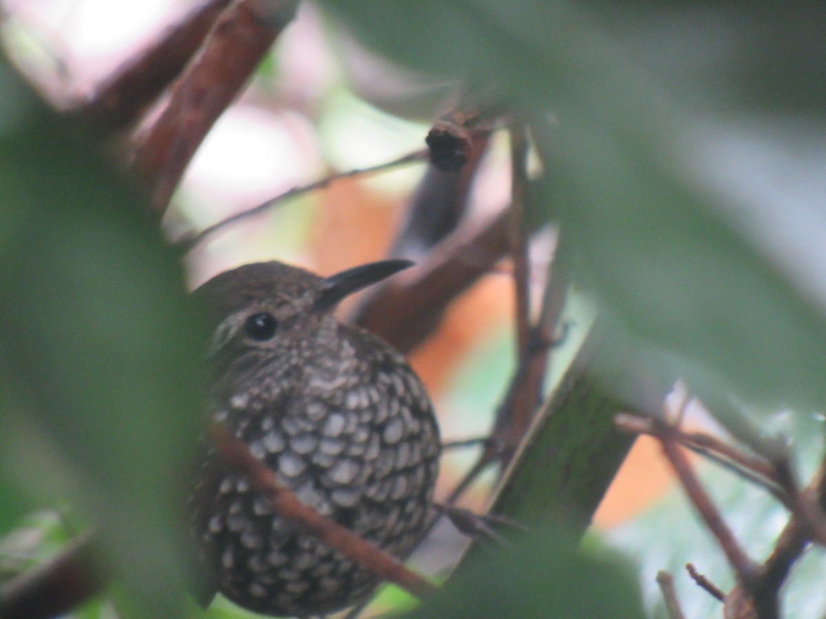Sharp-tailed Streamcreeper - ML642258115