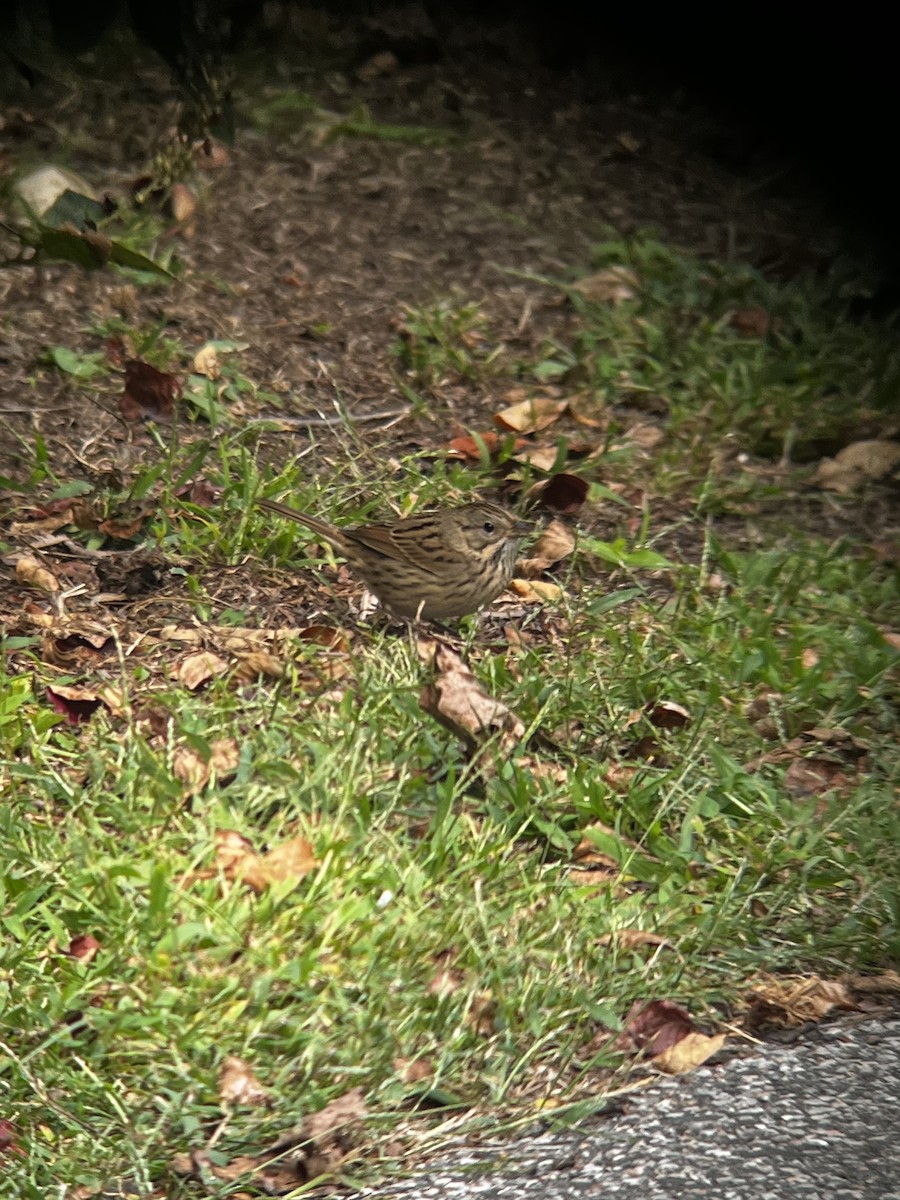 Lincoln's Sparrow - ML642258120