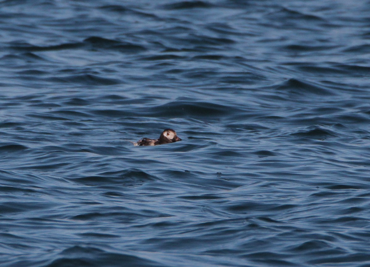 Long-tailed Duck - ML642258121