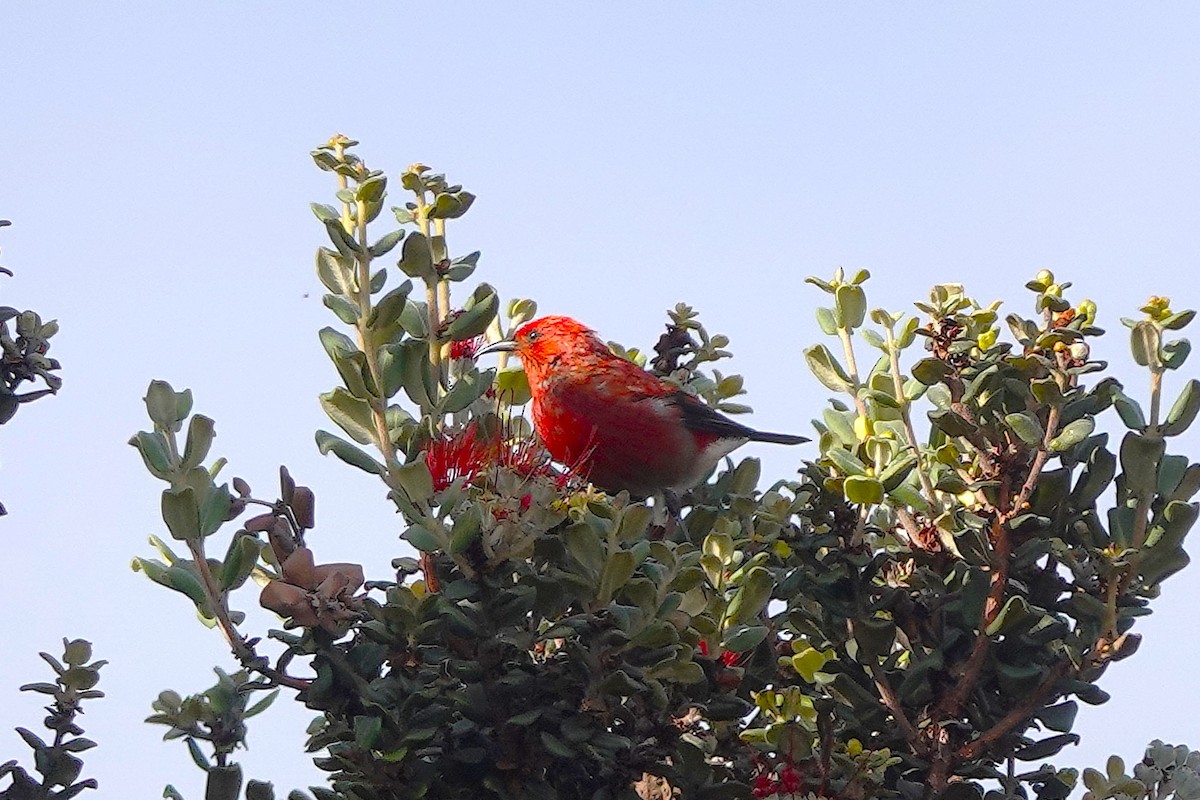 Apapane - ML642258123