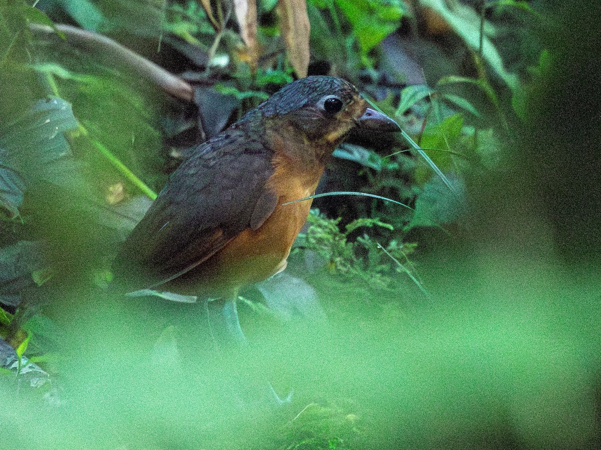 Scaled Antpitta - ML642258141
