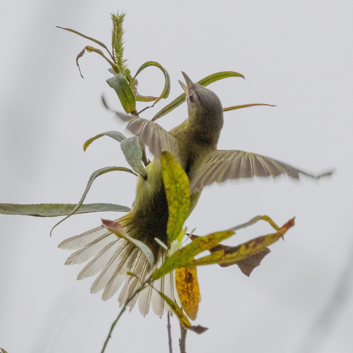 Yellow-green Vireo - ML642258150