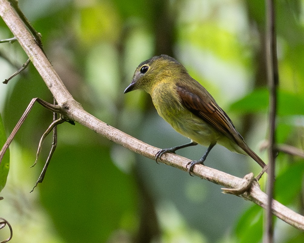 Barred Becard - ML642258151