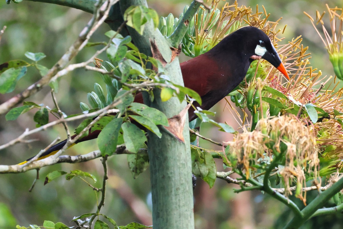 Cassique de Montezuma - ML642258158