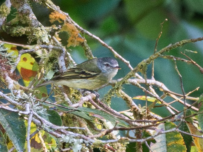 White-fronted Tyrannulet - ML642258161