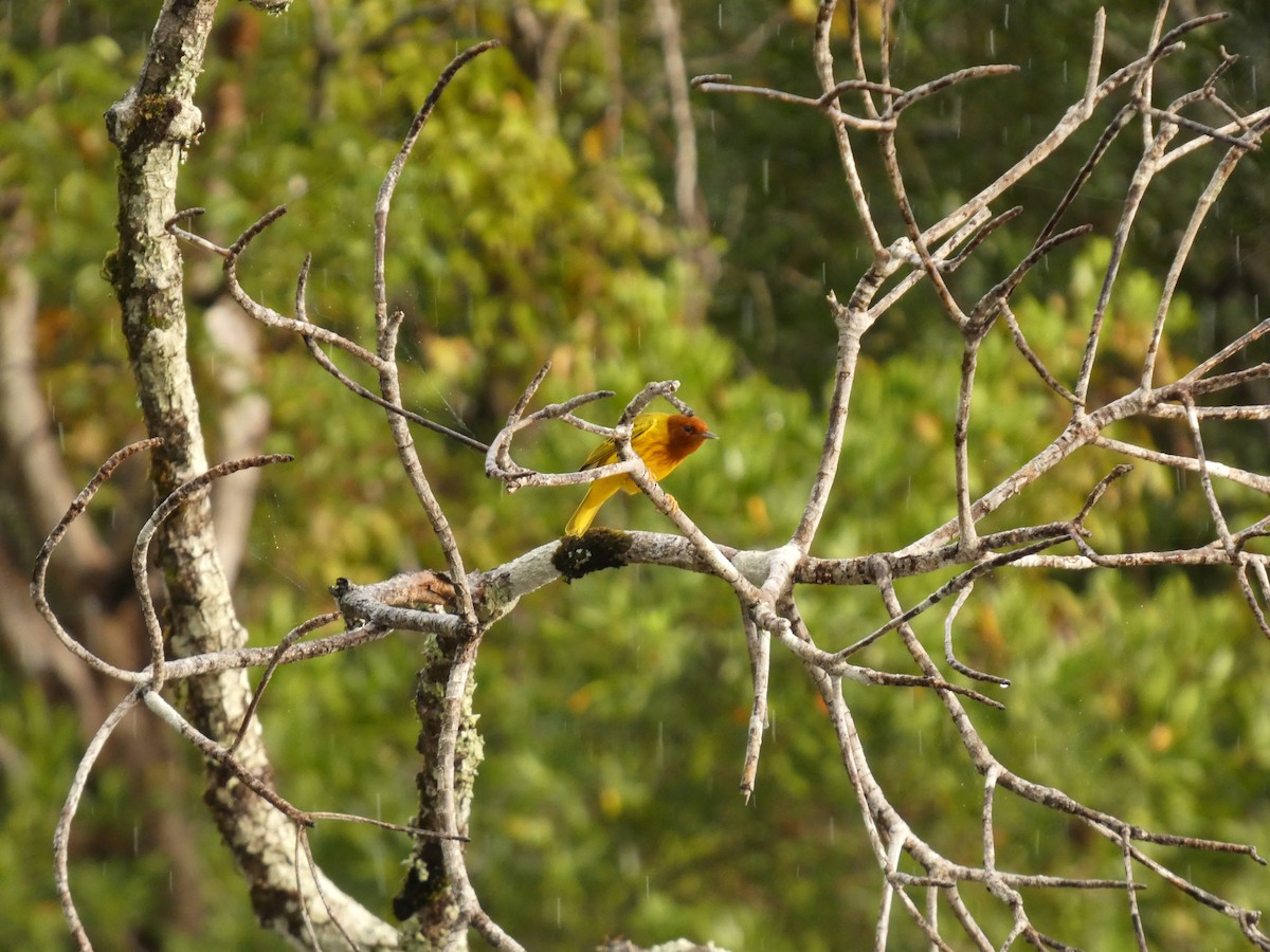 Yellow Warbler (Mangrove) - ML642258183