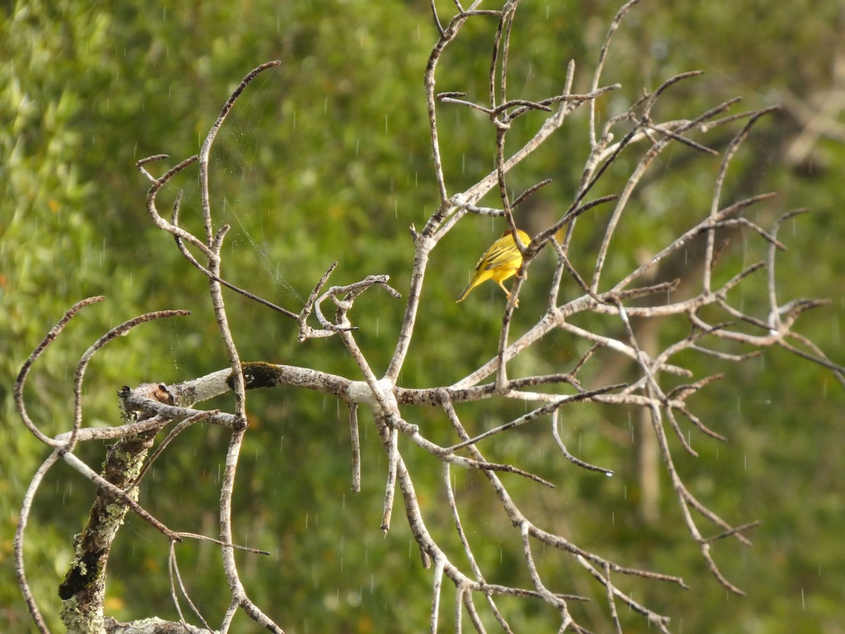 Yellow Warbler (Mangrove) - ML642258199