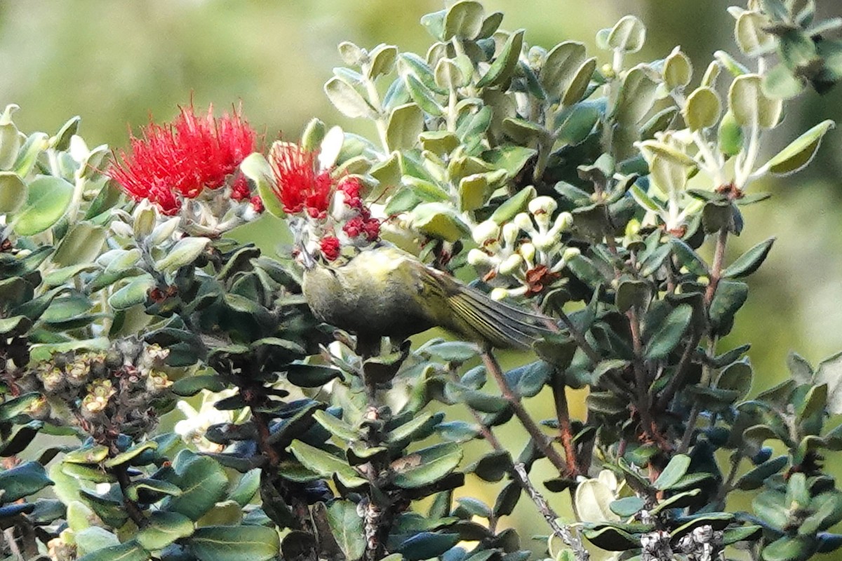 Hawaii Amakihi - ML642258219