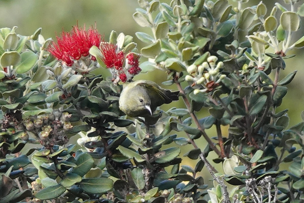 Hawaii Amakihi - ML642258220