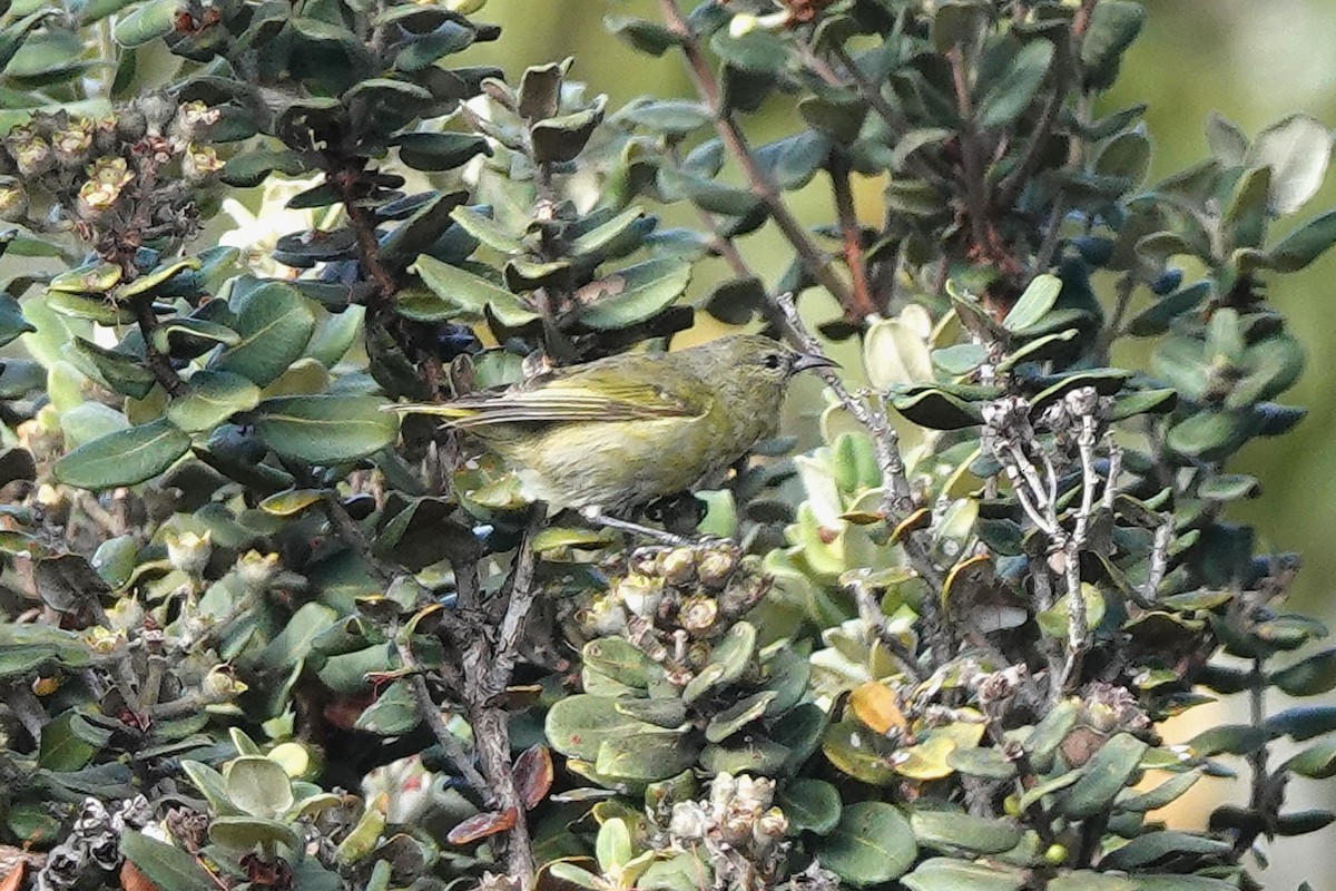 Hawaii Amakihi - ML642258221