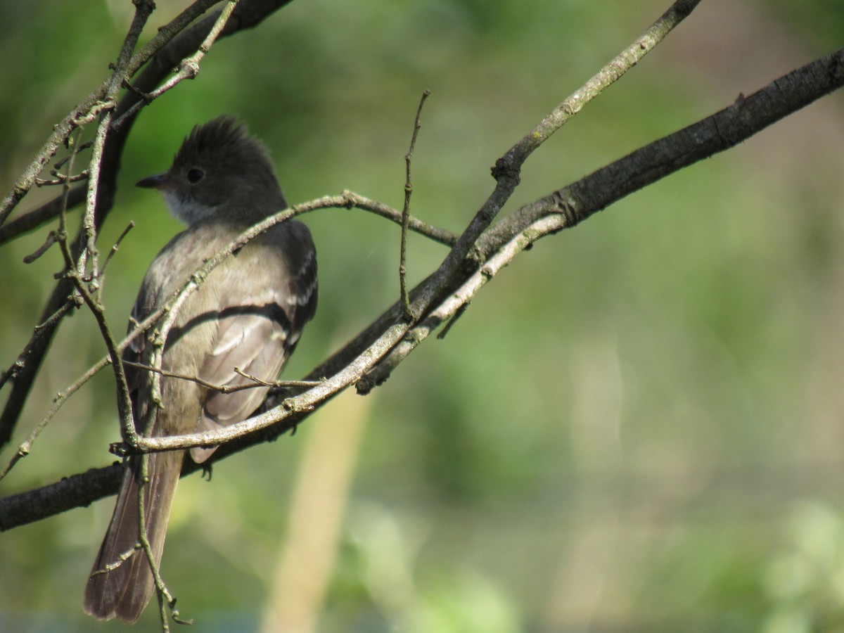 Yellow-bellied Elaenia - ML642258256