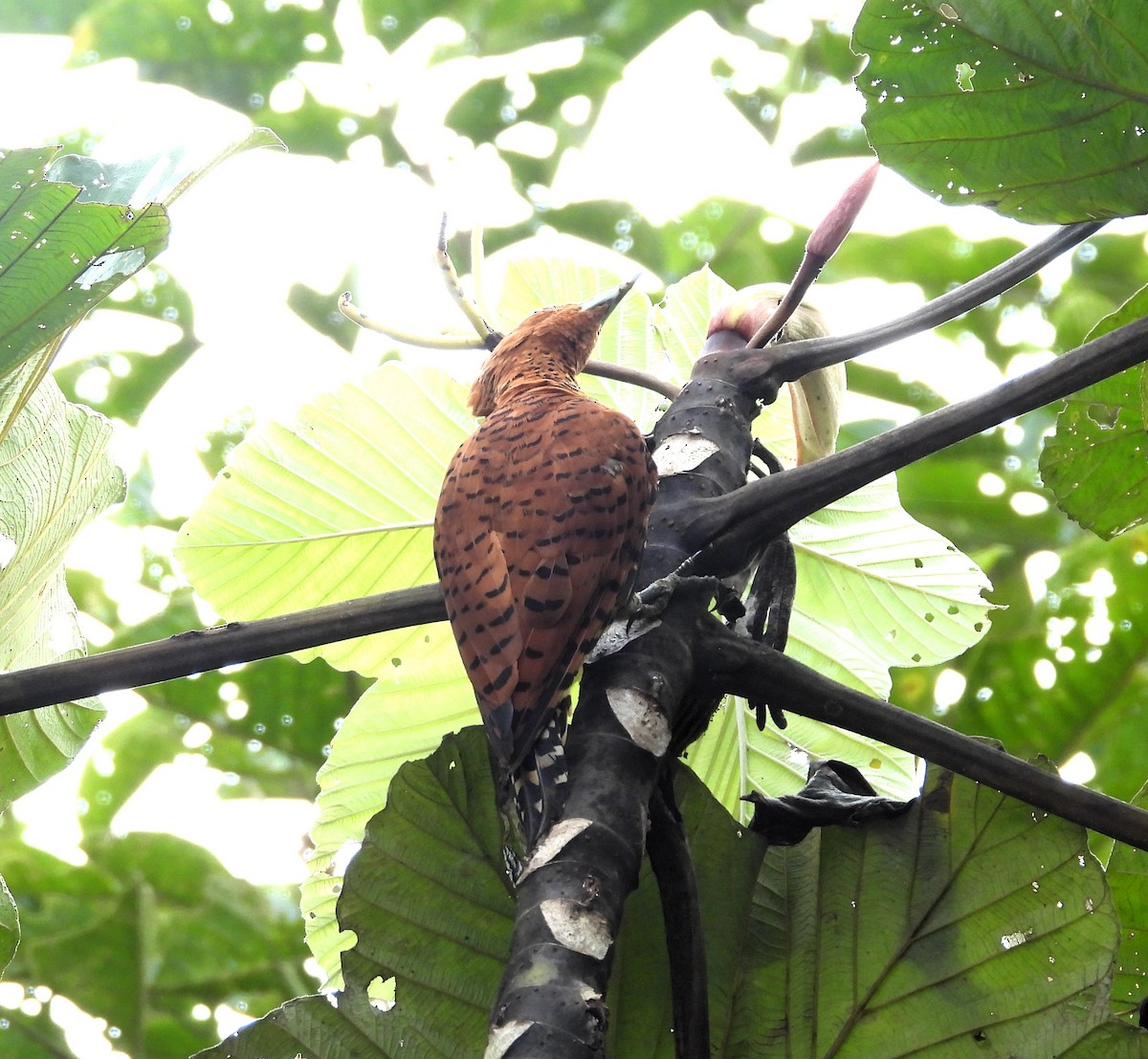 Cinnamon Woodpecker - ML642258257