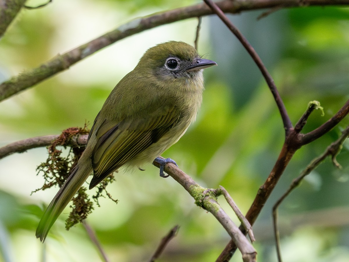 Eye-ringed Flatbill - ML642258268