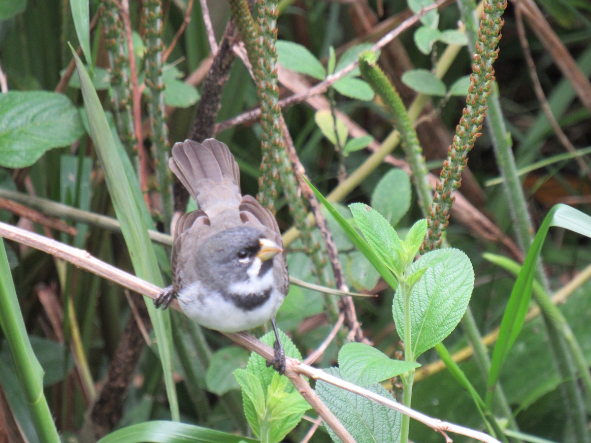 Double-collared Seedeater - ML642258303