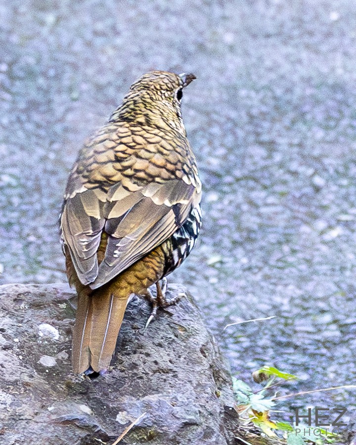 Russet-tailed Thrush - ML642258306