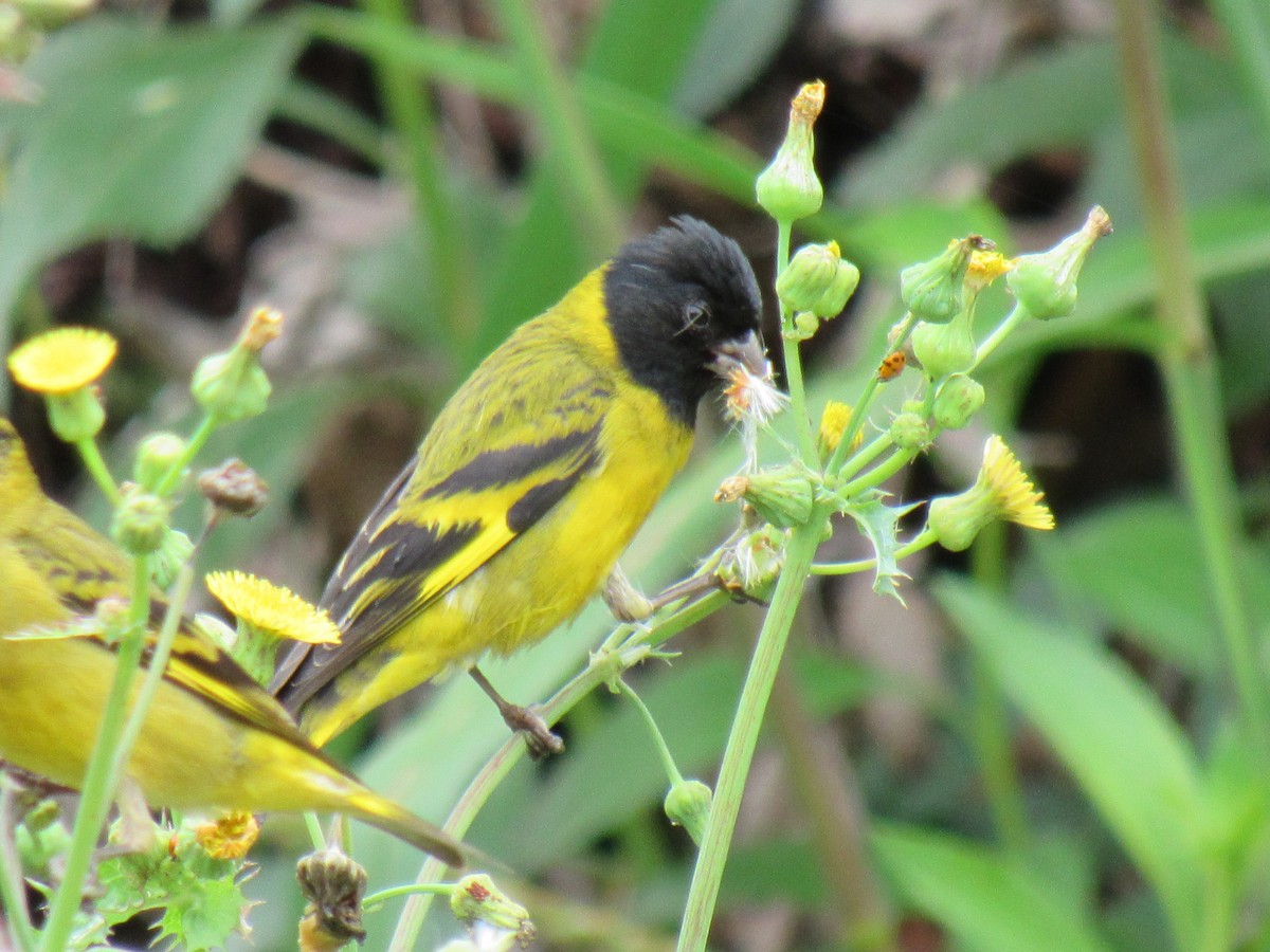 Hooded Siskin - ML642258325