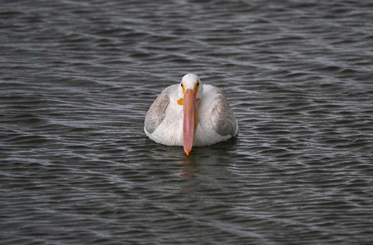 American White Pelican - ML642258331