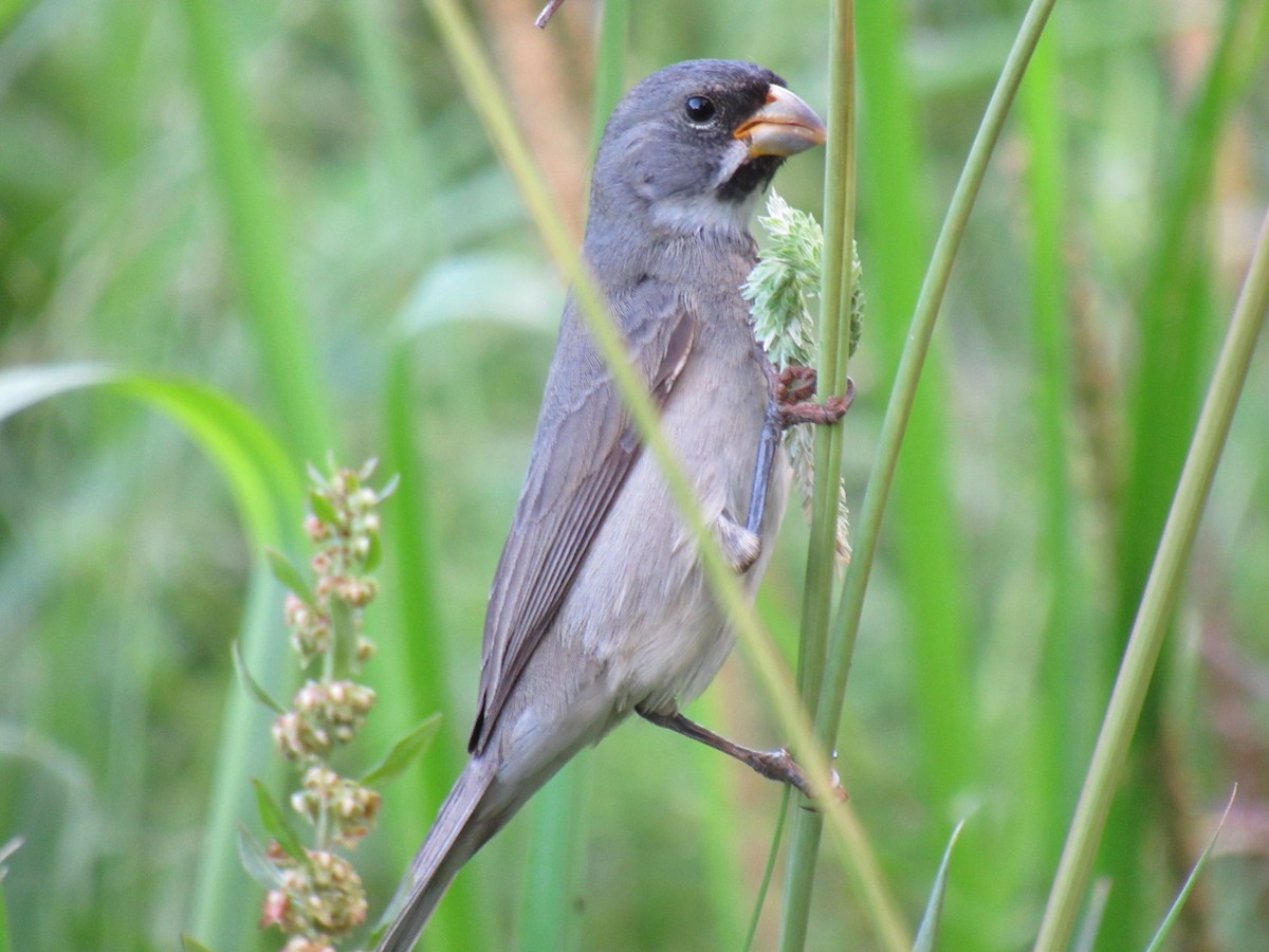 Double-collared Seedeater - ML642258404