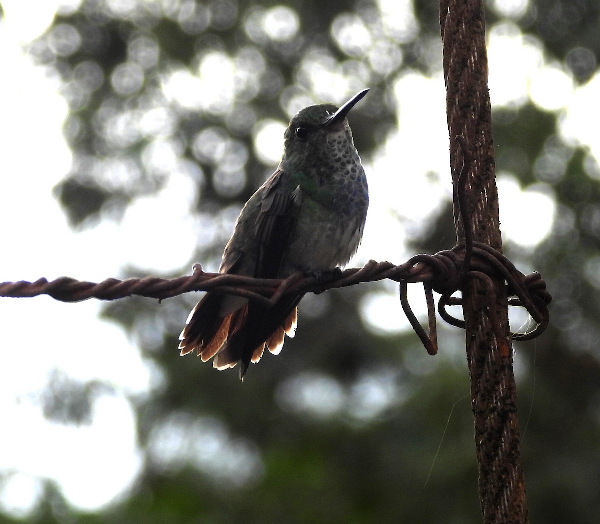 blåbrystkolibri - ML642258409