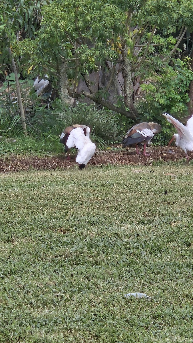 Egyptian Goose - ML642258444