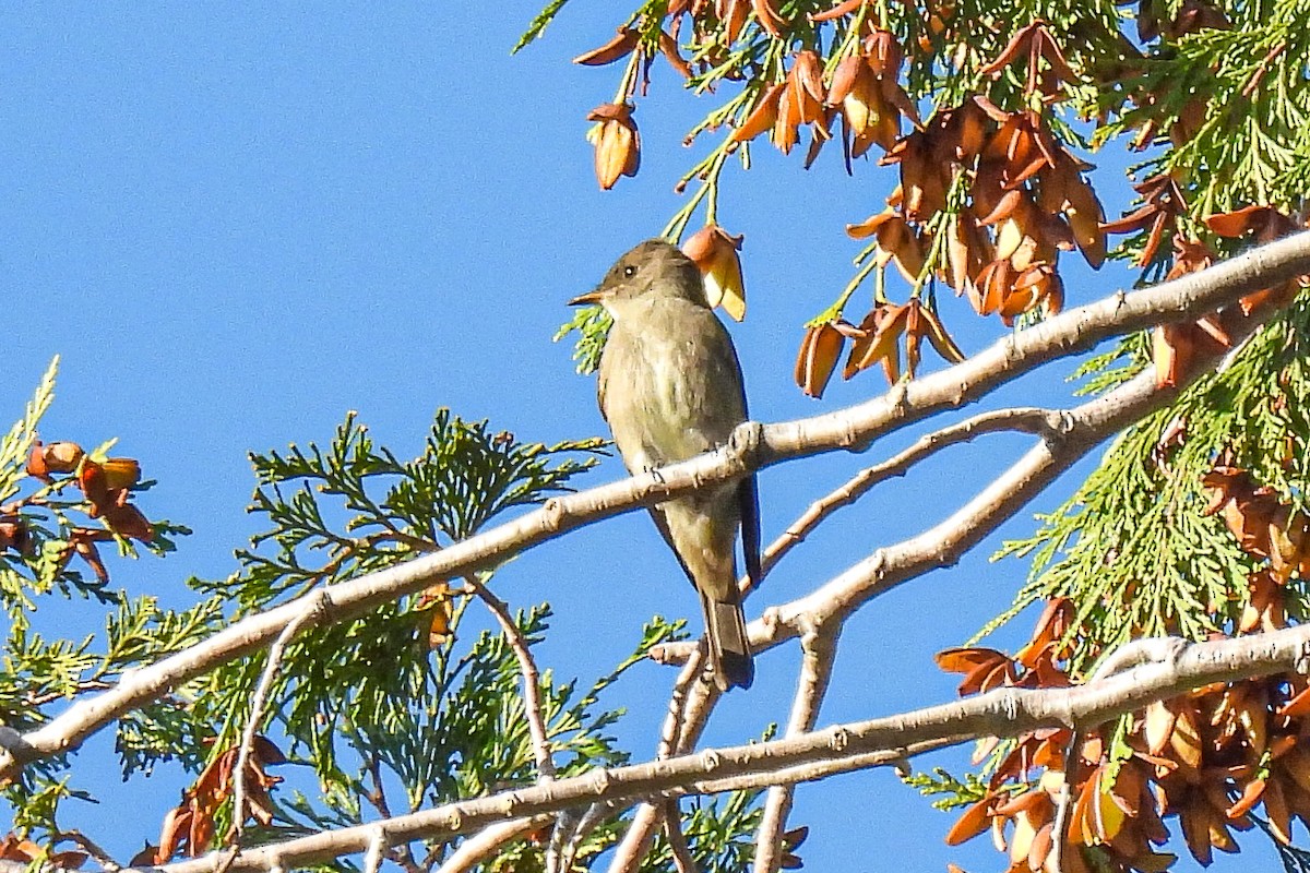 Western Wood-Pewee - ML642258447