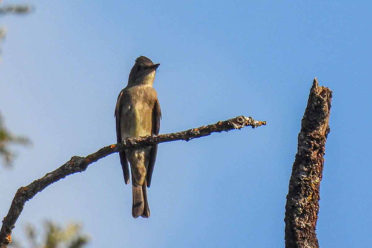 Western Wood-Pewee - ML642258448
