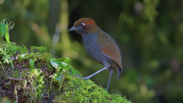 Grallaire à nuque rousse - ML642258453