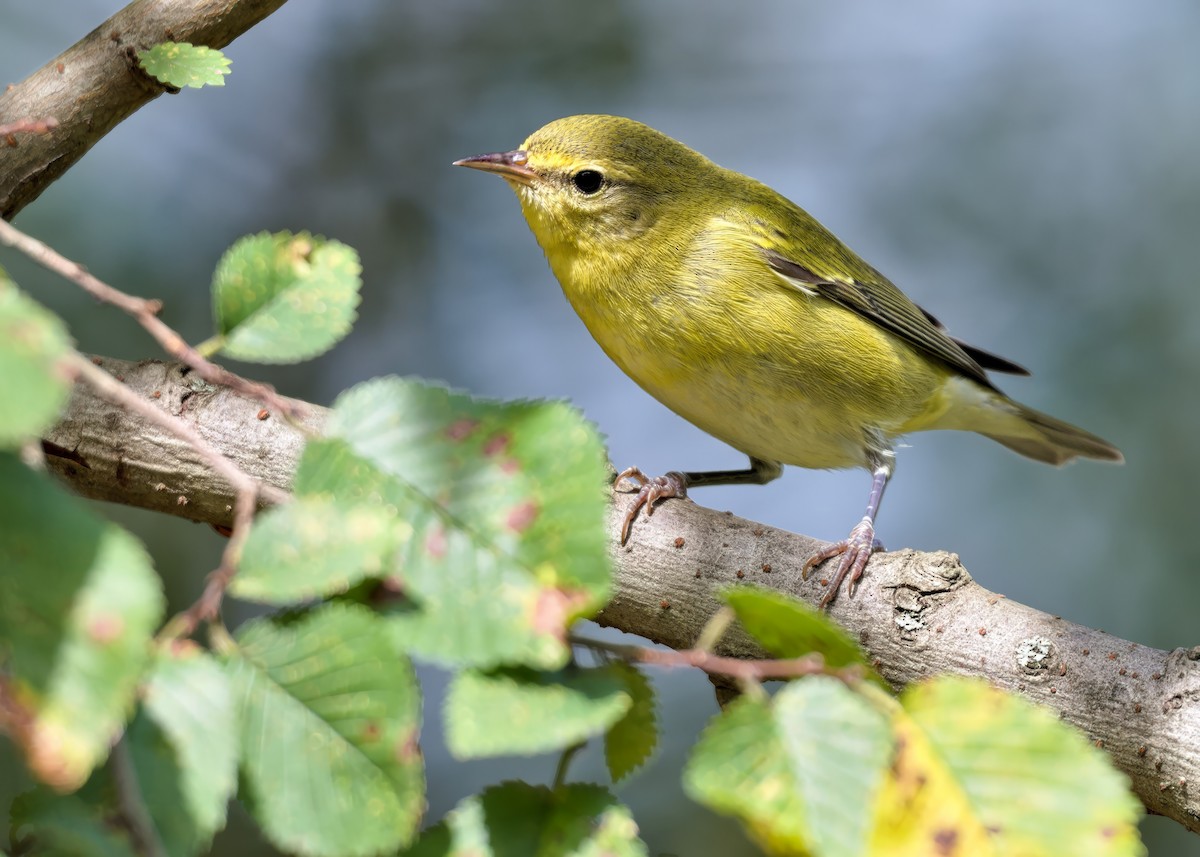 møllparula - ML642258457