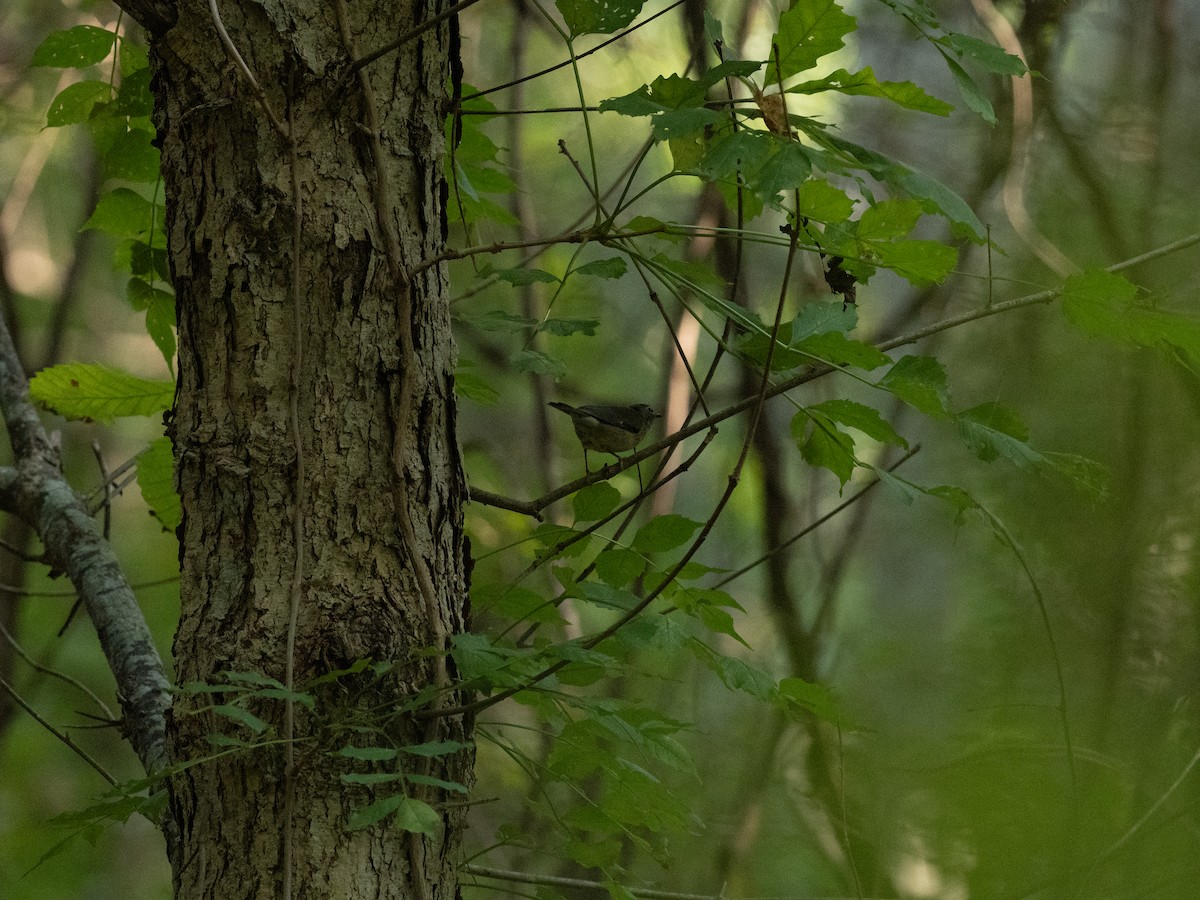 Black-throated Blue Warbler - ML642258459