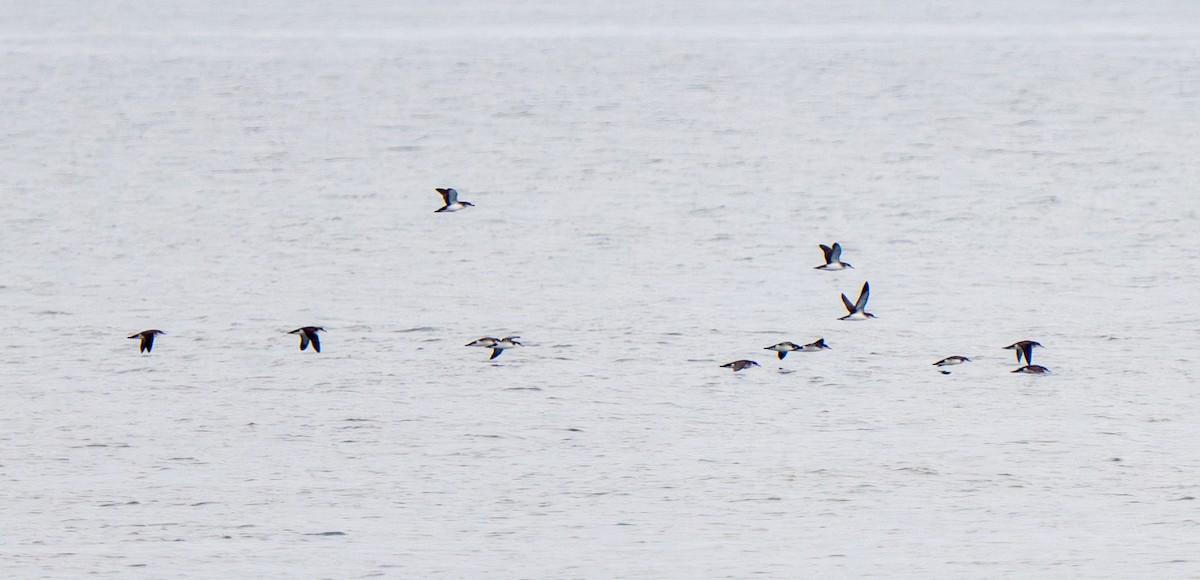 Manx Shearwater - ML642258502
