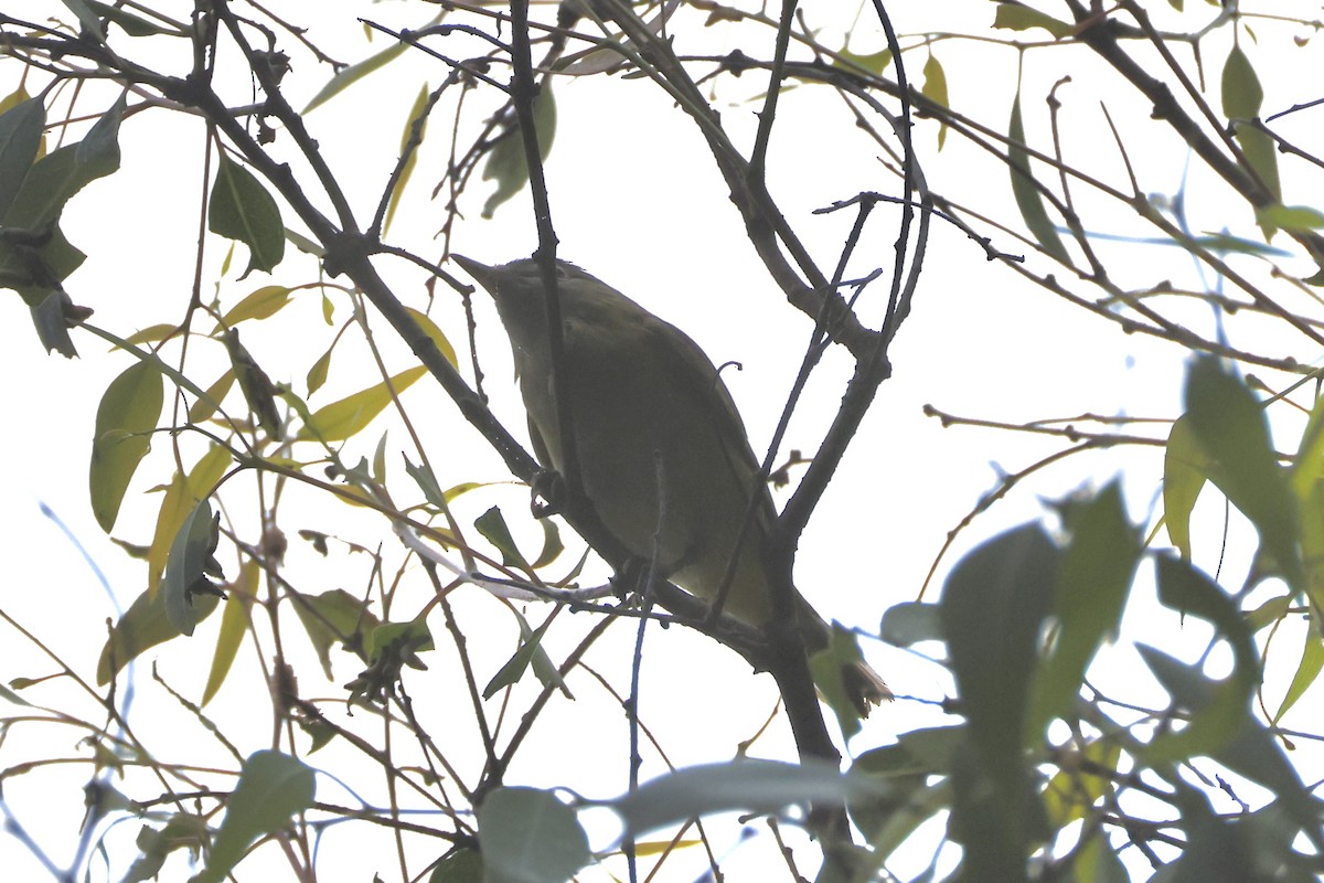 Yellow-green Vireo - ML642258535