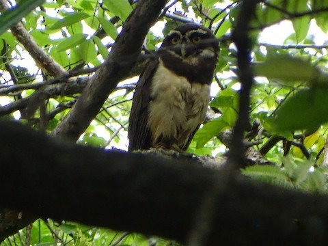 Spectacled Owl - ML642258565
