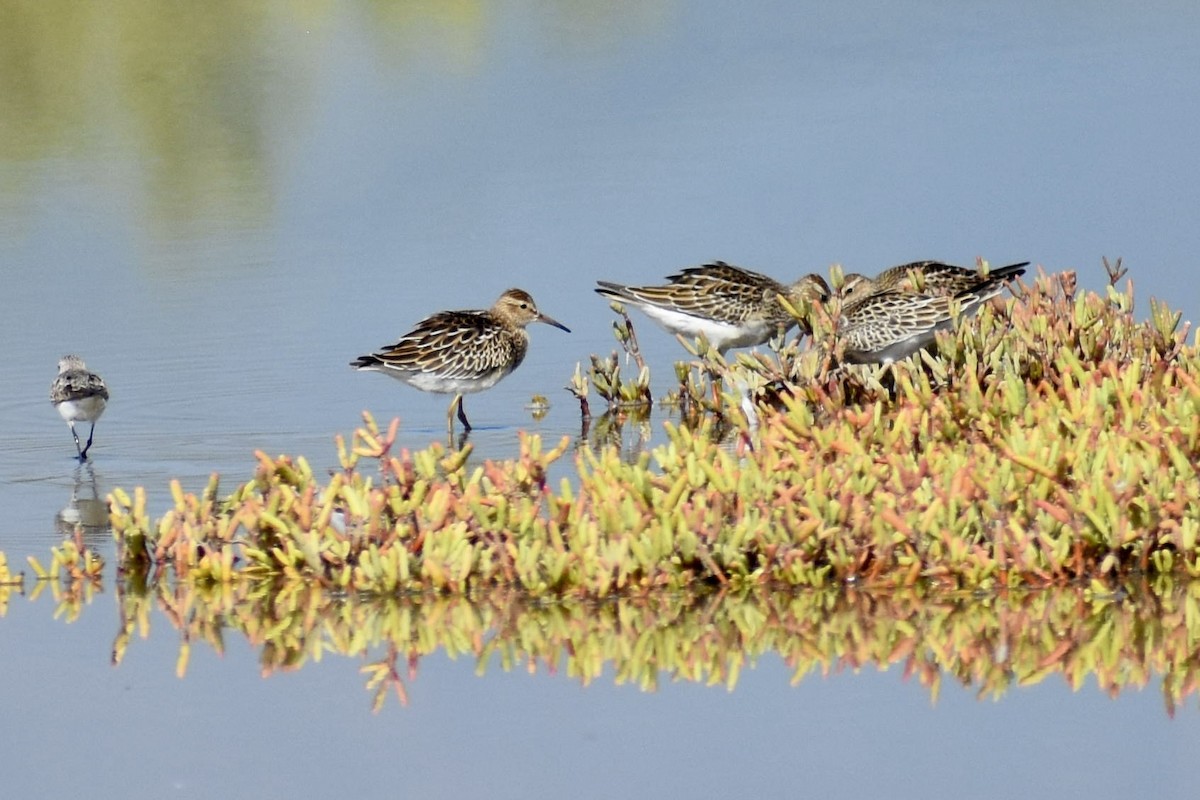 Pectoral Sandpiper - ML642258569