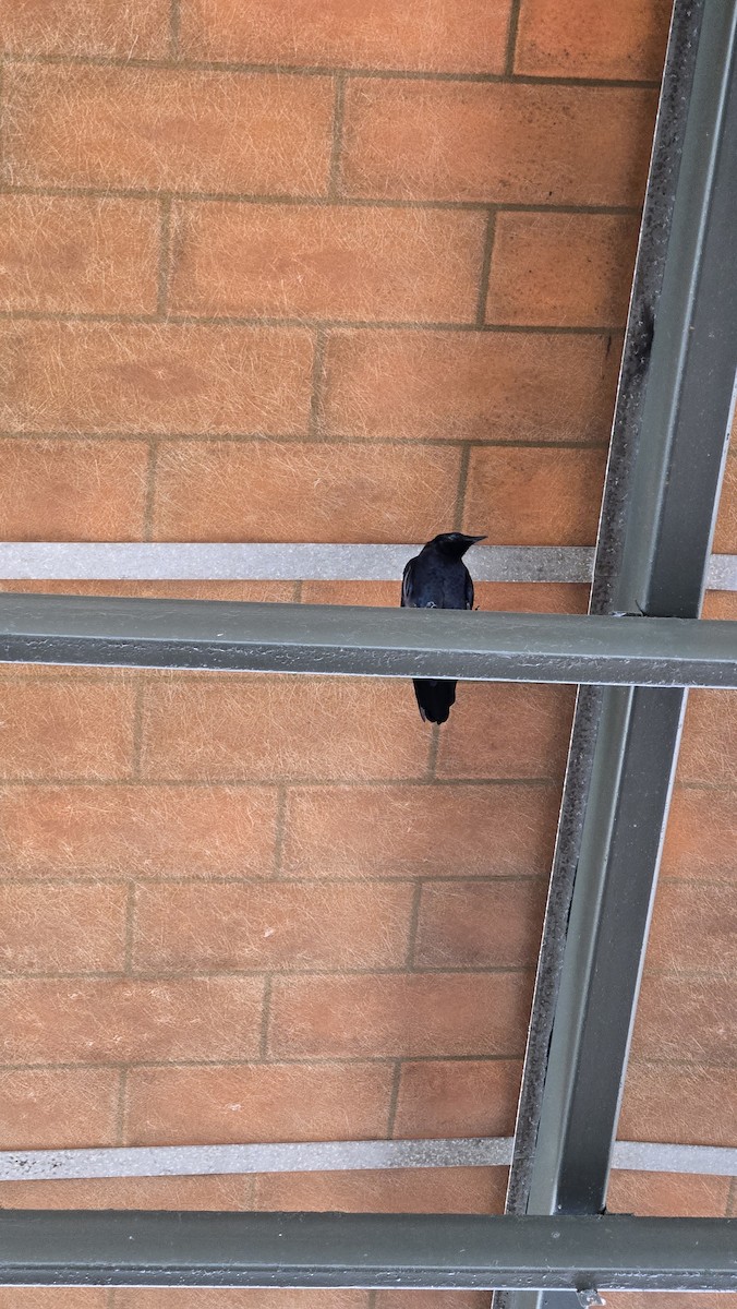 Fish Crow - ML642258594