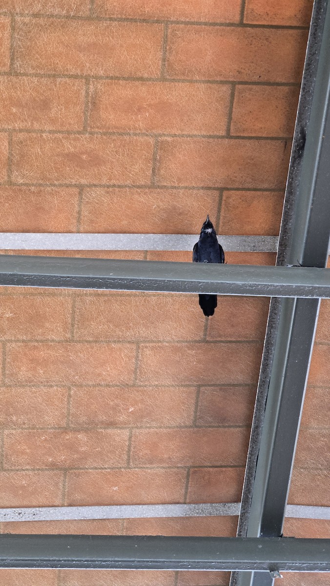 Fish Crow - ML642258595