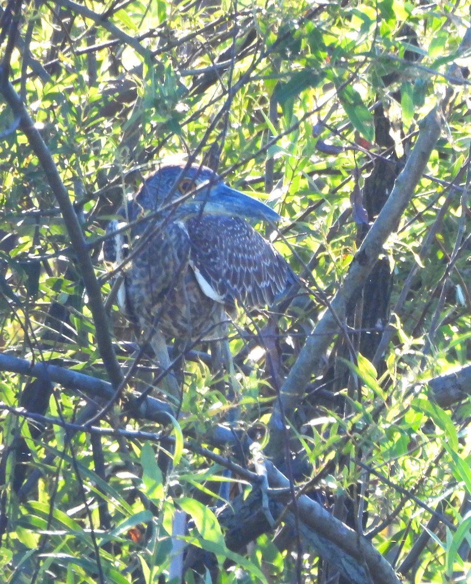 Yellow-crowned Night Heron - ML642258600
