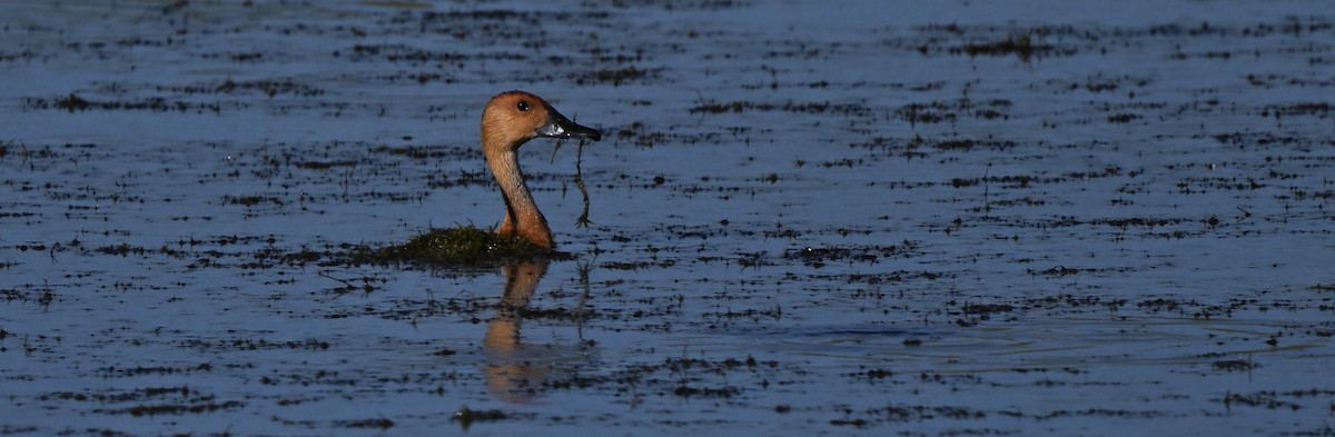 Fulvous Whistling-Duck - ML642258610