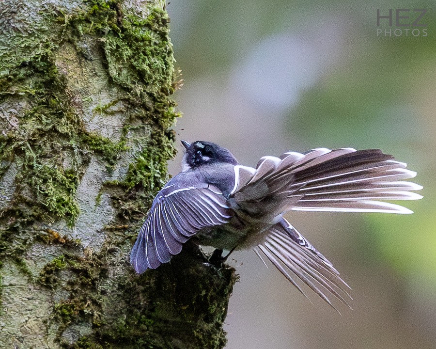 Gray Fantail - ML642258611