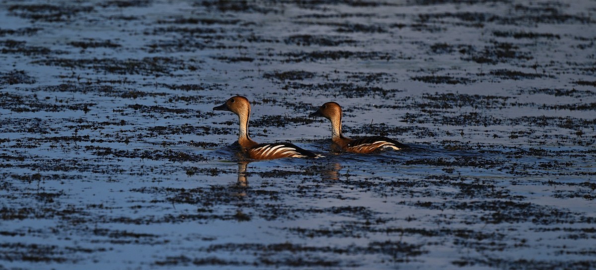 Fulvous Whistling-Duck - ML642258619