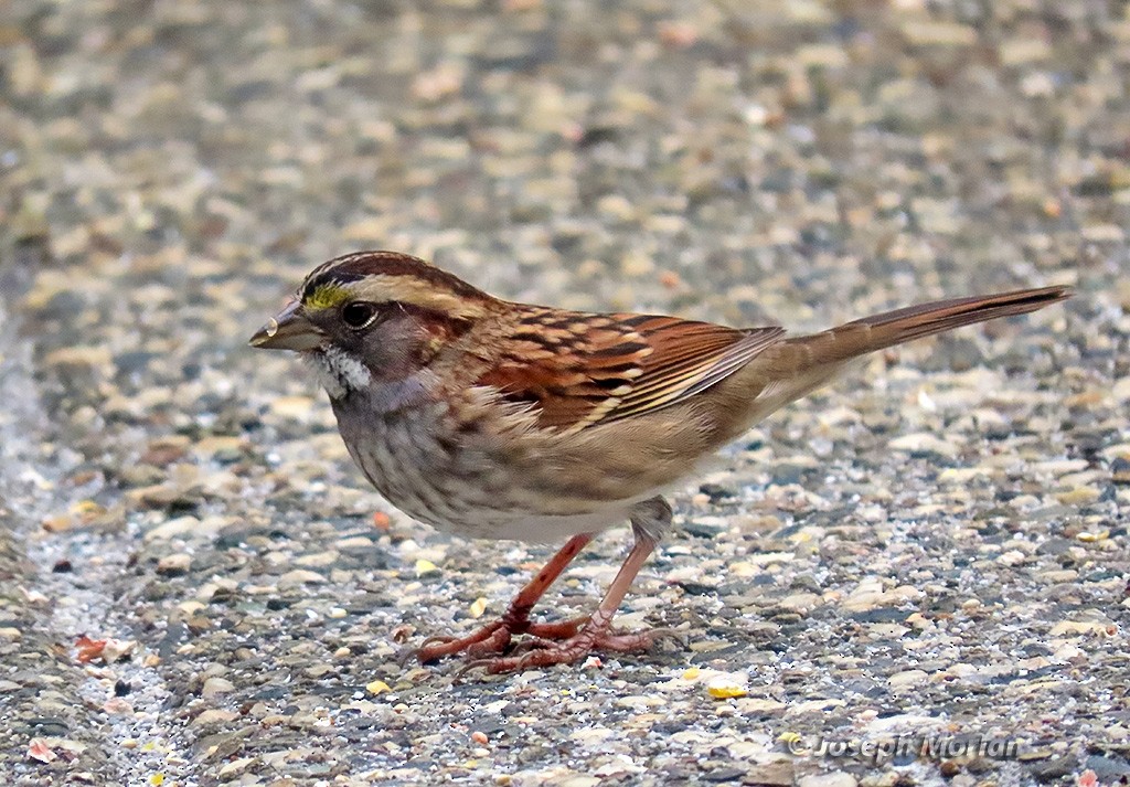 White-throated Sparrow - ML642258621