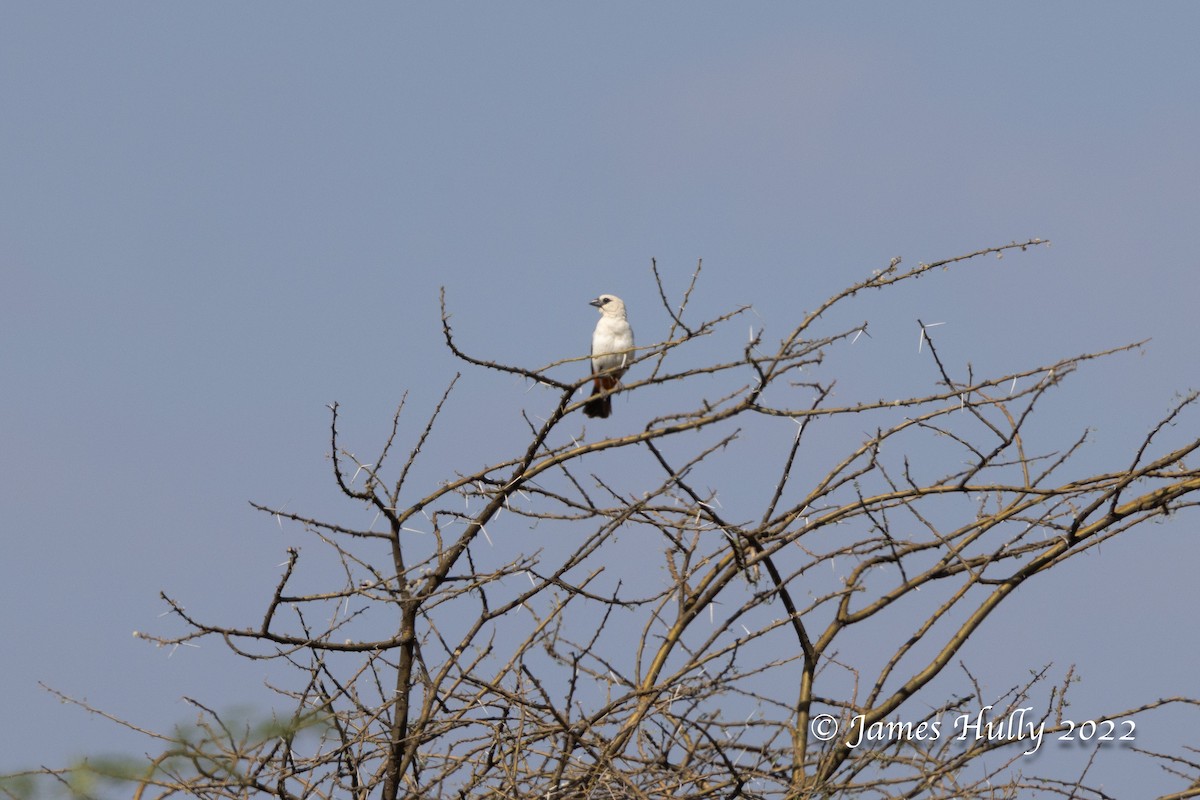 White-headed Buffalo-Weaver - ML642258624