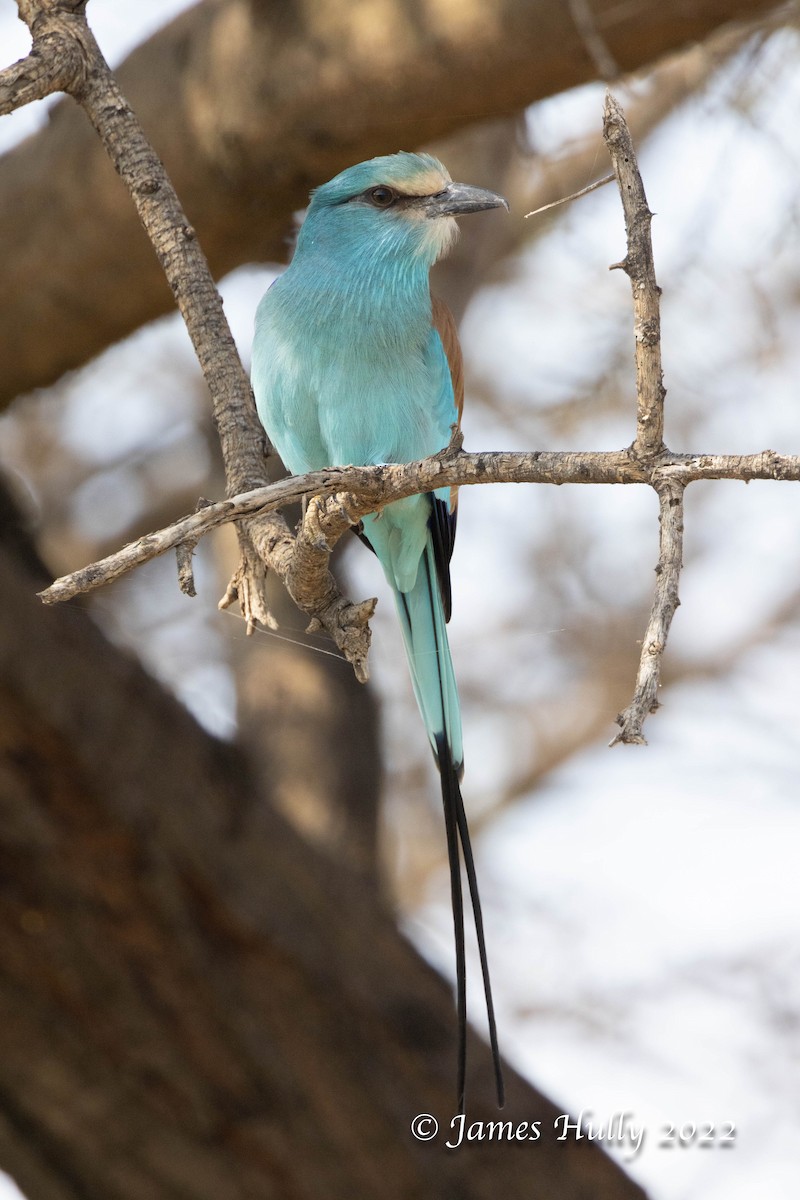 Abyssinian Roller - ML642258640