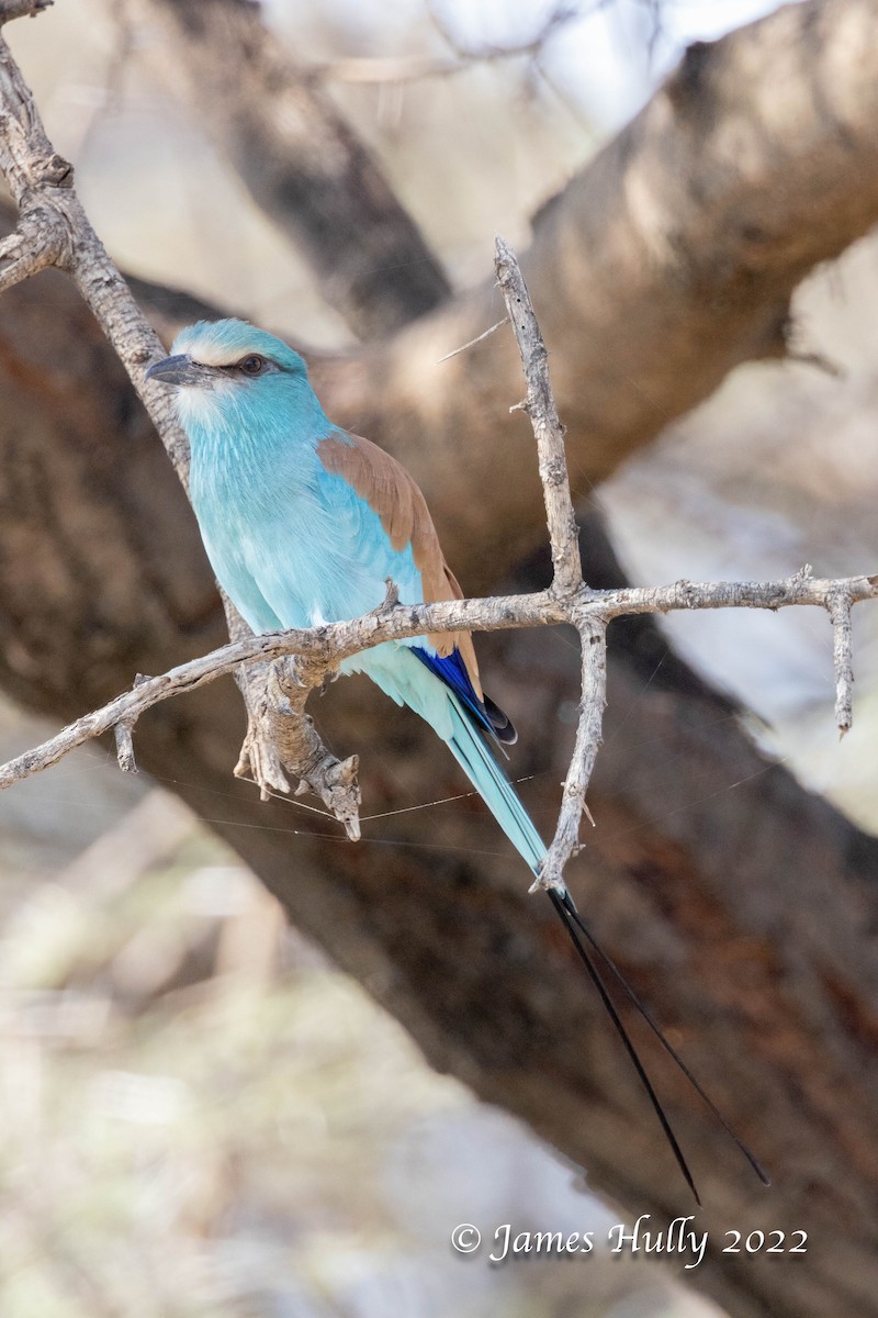Abyssinian Roller - ML642258644