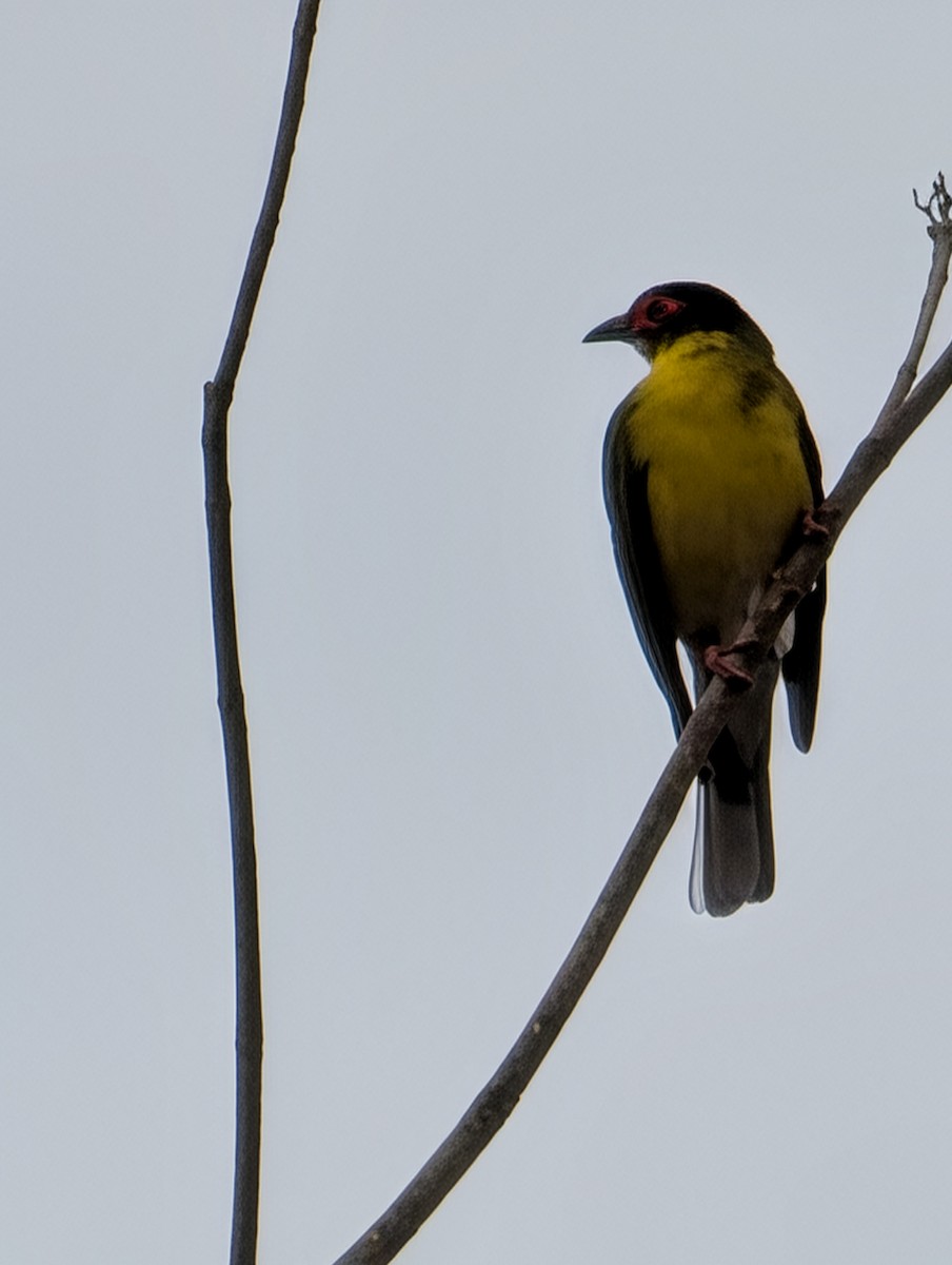 Australasian Figbird - ML642258665