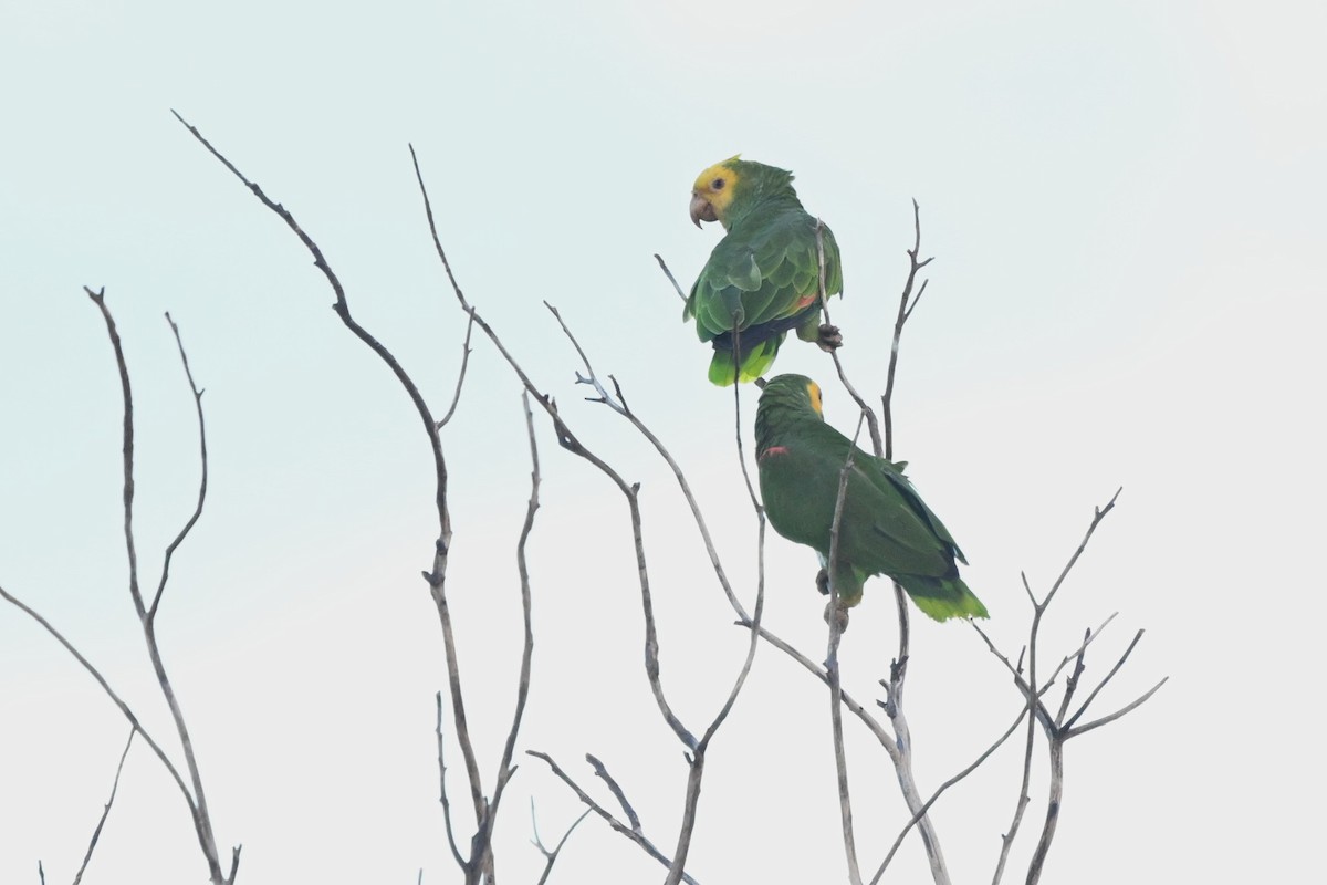 Yellow-headed Amazon - ML642258697