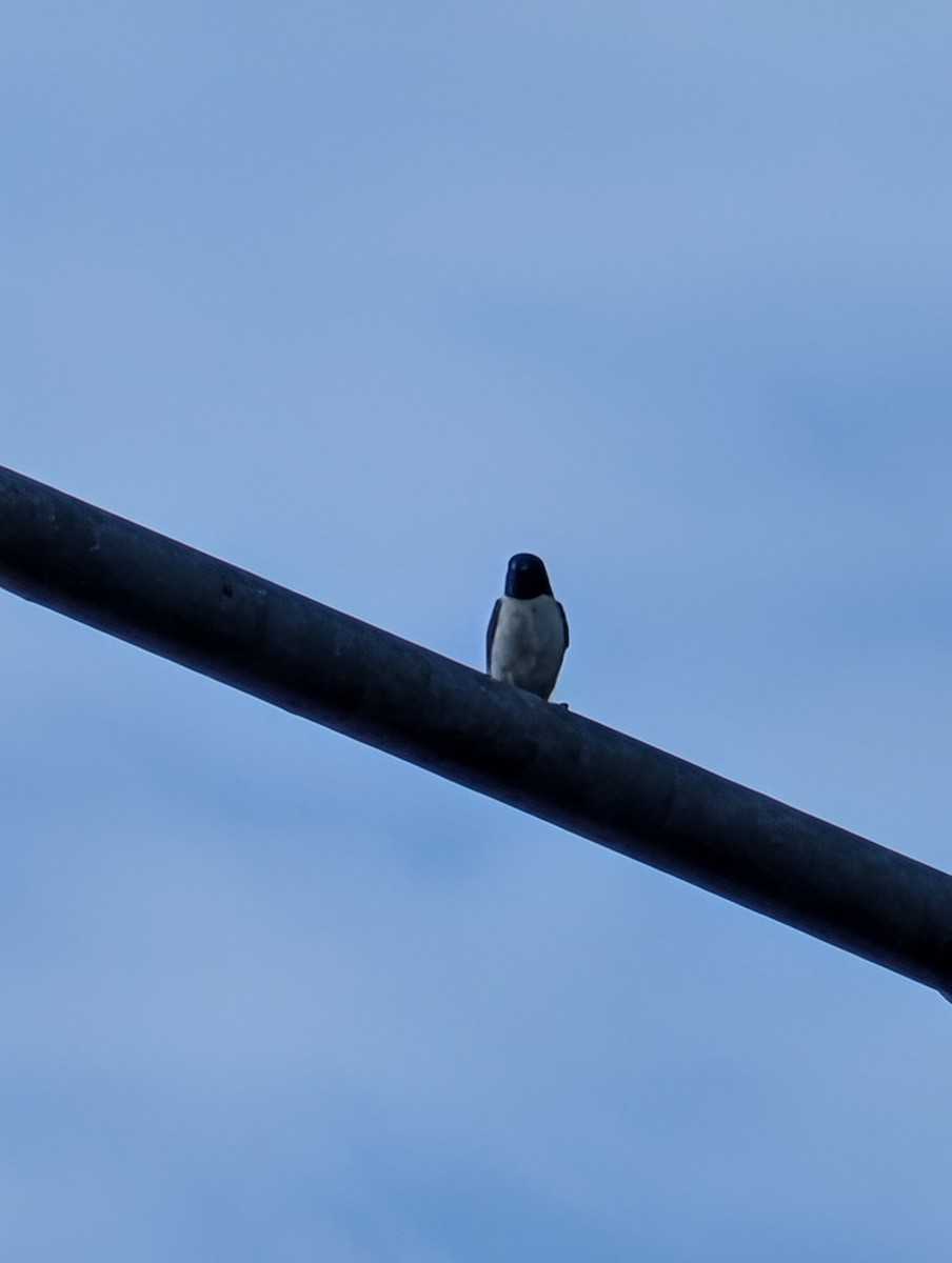 White-breasted Woodswallow - ML642258704