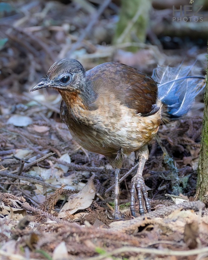 Albert's Lyrebird - ML642258708