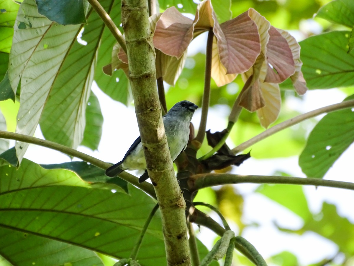 Plain-colored Tanager - ML642258712