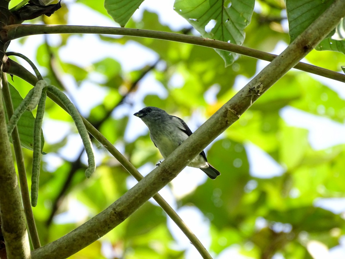 Plain-colored Tanager - ML642258713